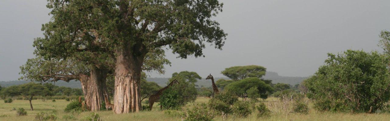 7 Days Classic Wildlife Safari, West header photo