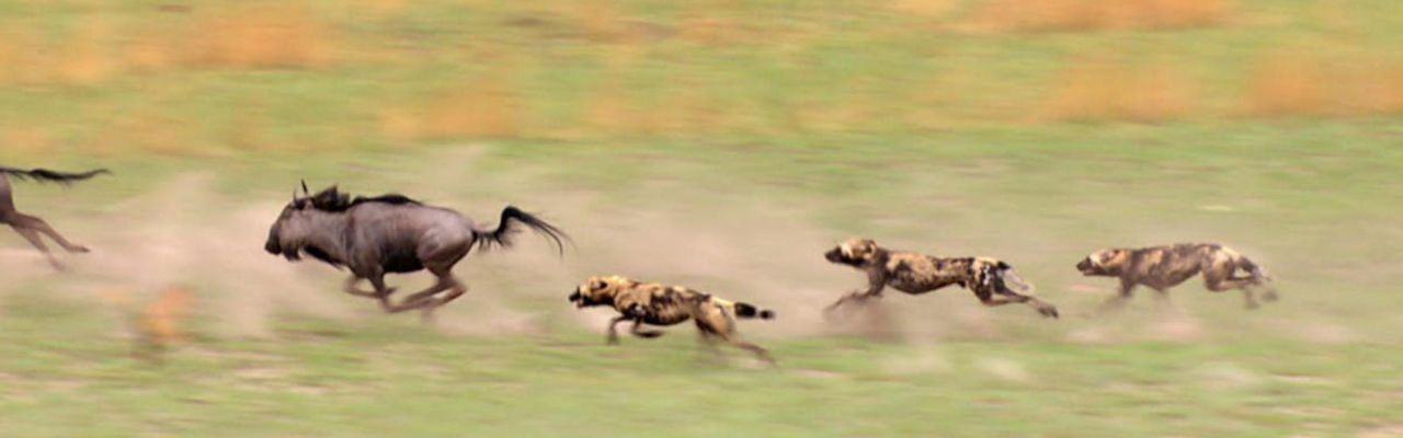 7 Days Classic Wildlife Safari, West header photo
