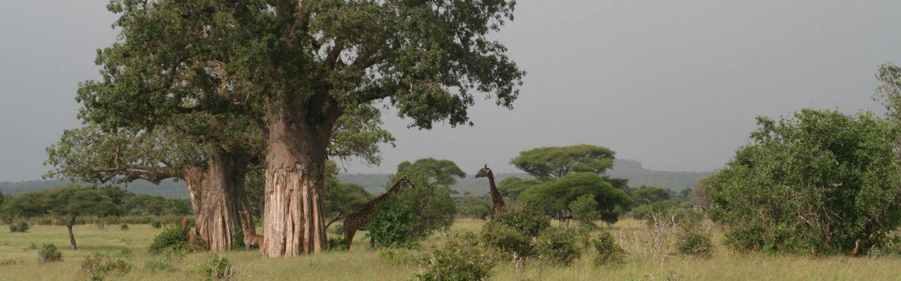 8 Days Budget Safari