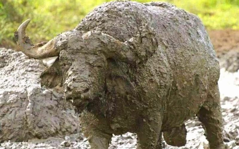 7 Days Classic Wildlife Safari, West header photo