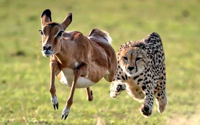 7 Days Classic Wildlife Safari, Central header photo