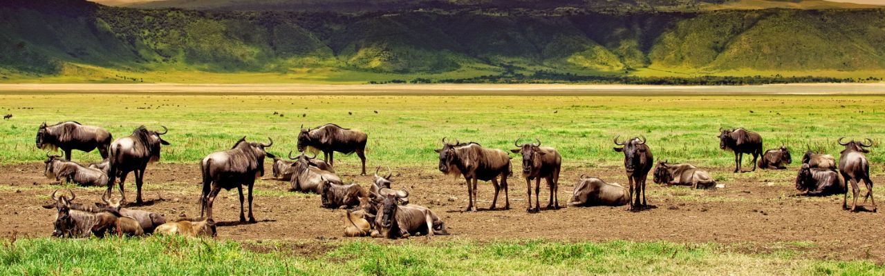 7 Days Classic Wildlife Safari, West